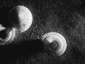 Shells, snail