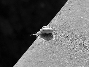 small, snail