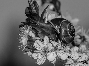 snail, flourishing, trees