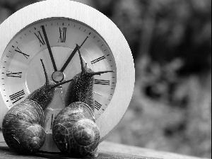 Clock, Two cars, Snails