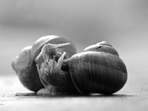 Shells, Two cars, Snails
