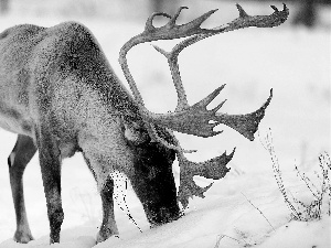 snow, deer, antlers