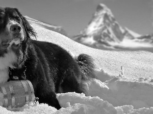 snow, dog, barrel