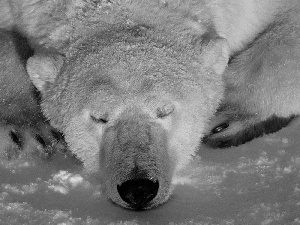 Bear, feet, snow, polar