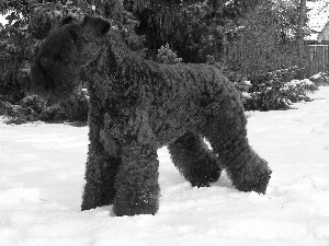 Kerry blue terrier, snow
