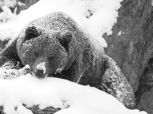 snow, Bear, brown