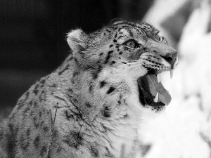 snow leopard, canines