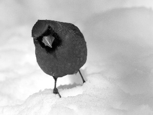 cardinal, snow