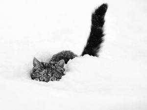 cat, snow