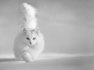 White, Turkish Angora Cat