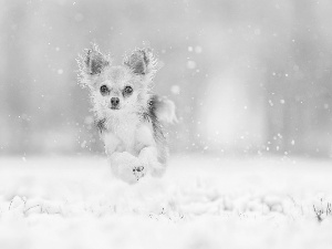 snow, dog, Chihuahua