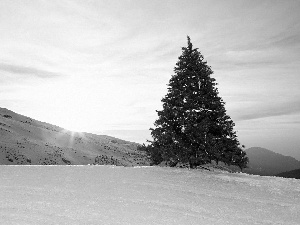 mountains, christmas tree, snow