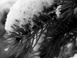 Conifers, snow