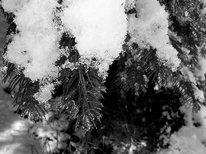 Conifers, snow