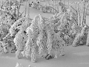 snow, Bush, Covered