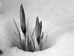 crocuses, snow