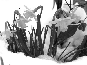 Daffodils, snow