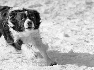 dog, snow