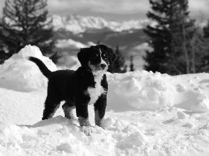 dog, snow