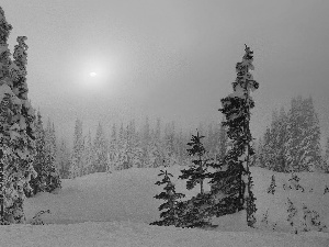 snow, drifts, rays, forest, sun