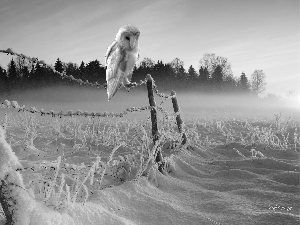 Barn, Fance, snow