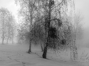 trees, viewes, Fog, birch, traces, forest, winter, snow