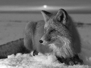 Fox, snow