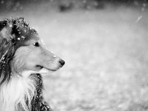 snow, dog, Fur