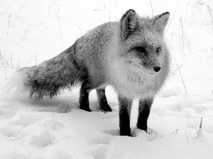 ginger, an, snow, Fox