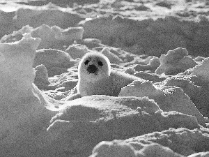 seal, snow