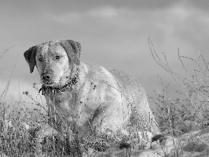 snow, Labrador, grass