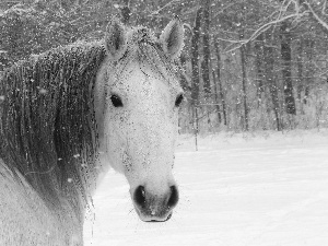 head, mane, snow, horse