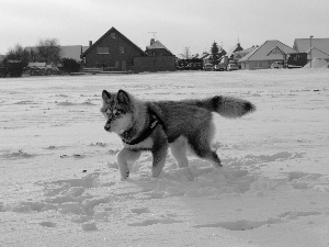 Husky, snow