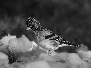 winter, snow, Jer, finch, Bird