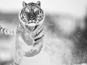 snow, tiger, jump