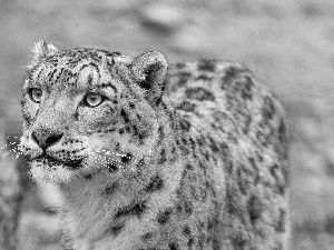 snow leopard