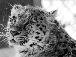 snow leopard, snow
