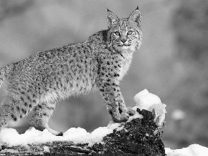 Lynx, snow