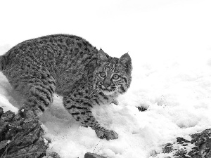 Lynx, snow