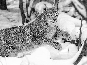 Lynx, snow