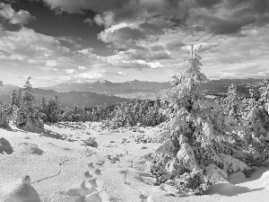 Mountains, winter, snow, Spruces