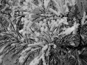 snow, conifer, needle