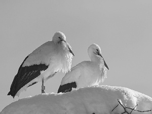 snow, Storks, nest