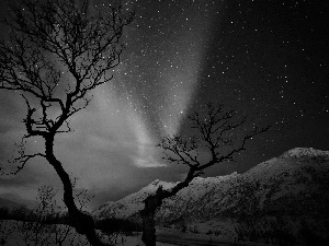 snow, Night, Polaris, trees, dawn