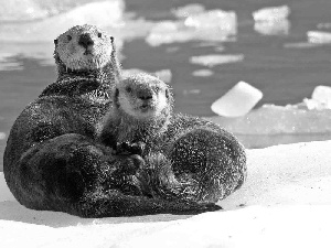 snow, Two, otters