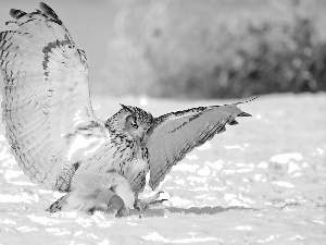 owl, snow