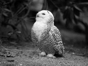 owl, snow