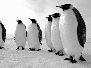 snow, six, penguins