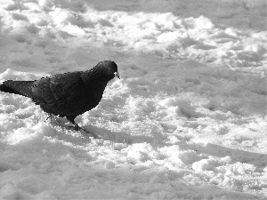 snow, Black, pigeon