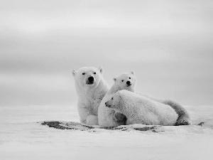 snow, bears, polar